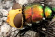 Snail Parasite Blowfly (Amenia imperialis)